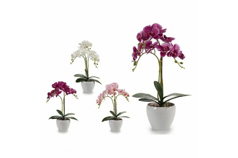 Decoratieve plant Cirkelvormig Orchidee