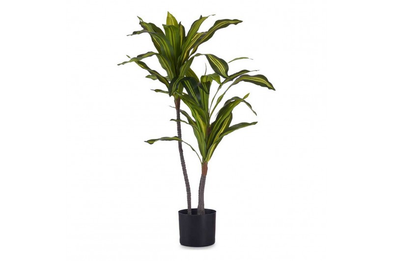 Decorative Plant Wide leaf Green...