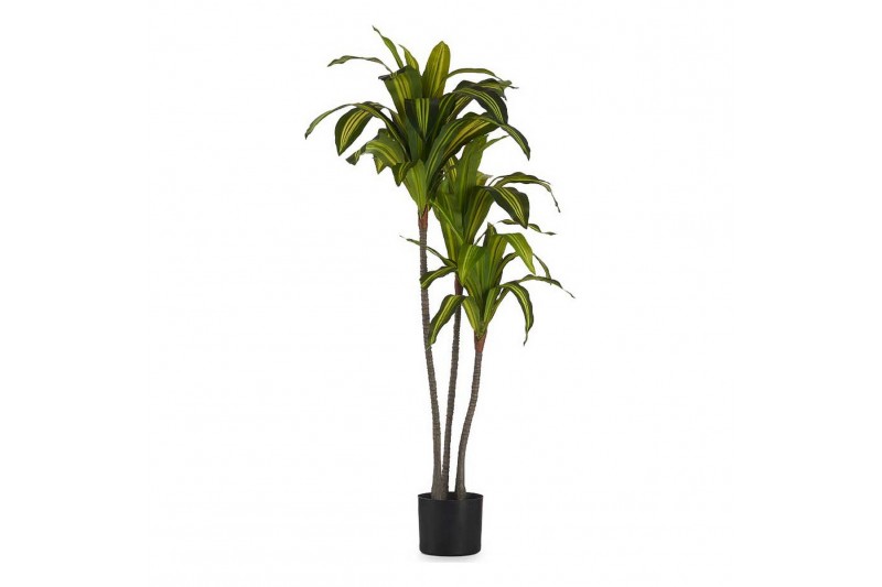 Decorative Plant Wide leaf Green...