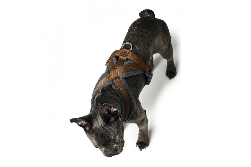 Harnais pour Chien Hunter London...