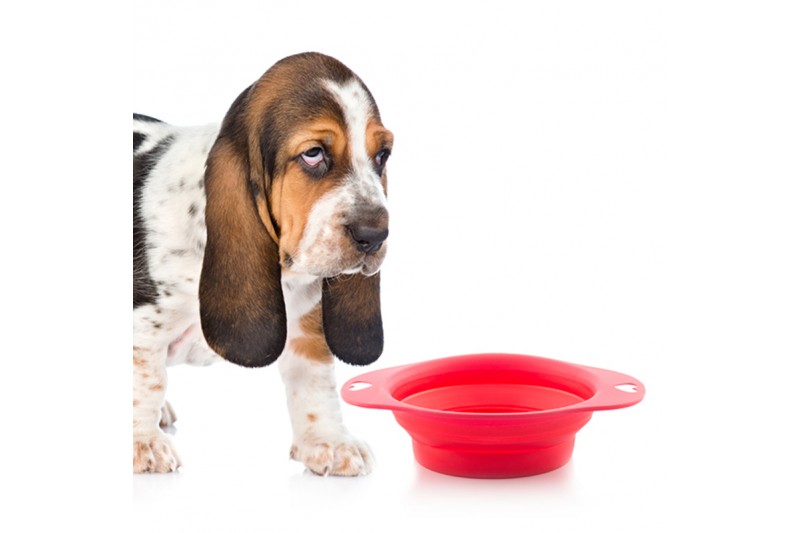 Folding Pet Bowl Heart