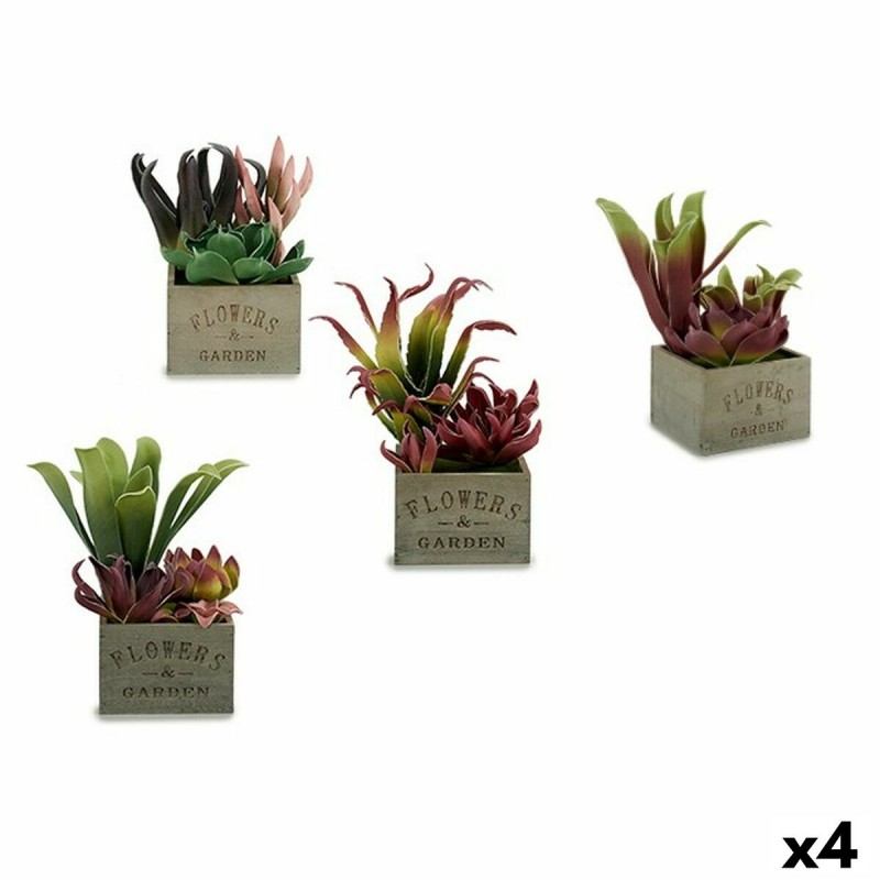 Decorative Plant Succulent Bicoloured...