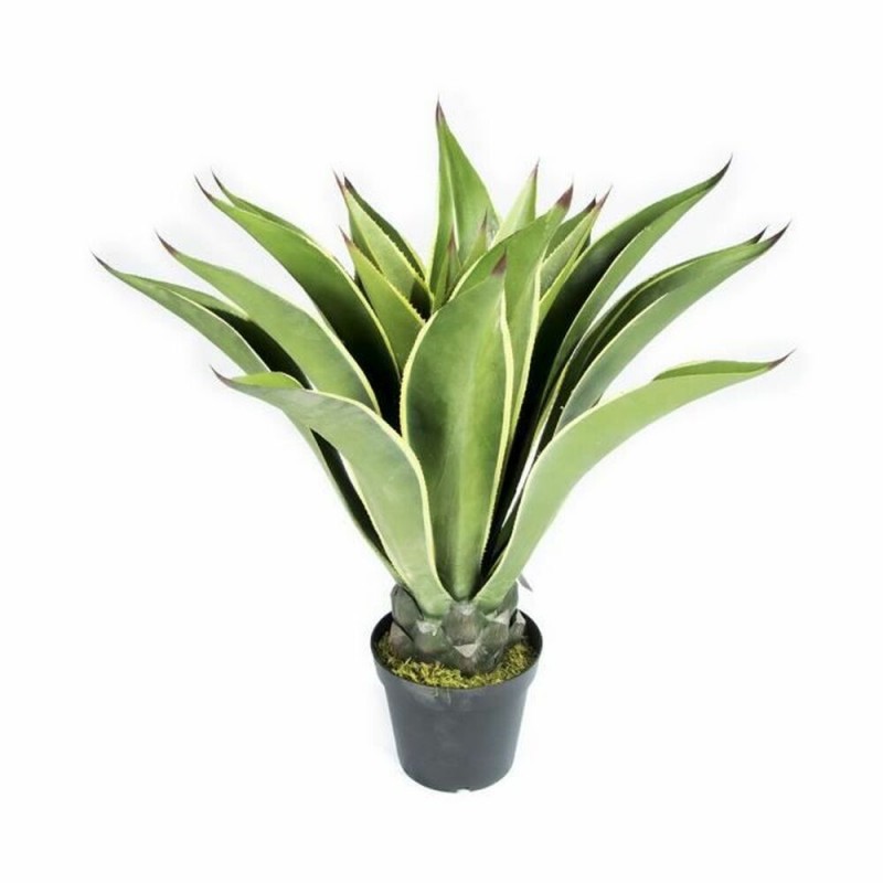 Decoratieve plant Catral Mini