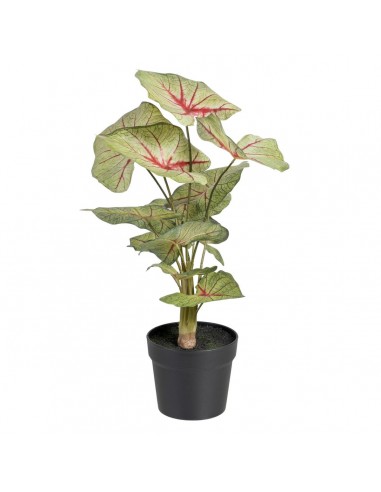 Plante décorative Rouge Vert PVC 40 x...