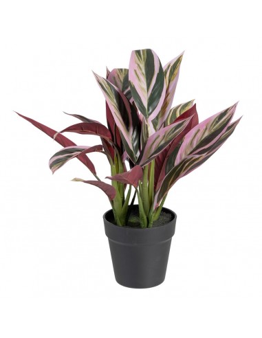 Decorative Plant 44 x 39 x 48 cm Pink...