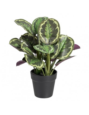 Decoratieve plant 37 x 37 x 41 cm...