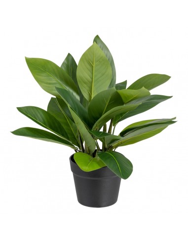 Decoratieve plant 50 x 45 x 48 cm...