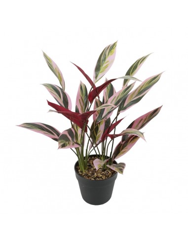 Decoratieve plant 43 x 40 x 55 cm...