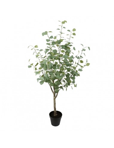 Decoratieve plant Groen