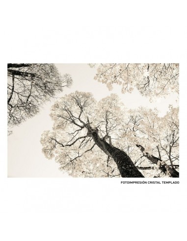 Toile Arbres 120 x 4 x 80 cm