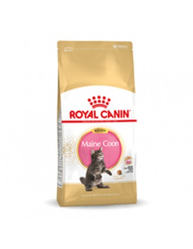 Cat food Royal Canin Maine Coon Kitten