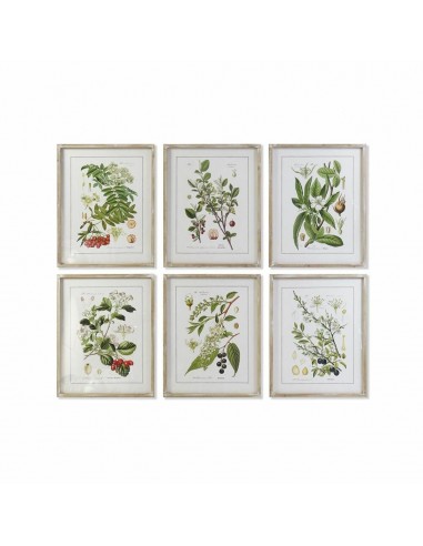 Cadre DKD Home Decor Plantes...