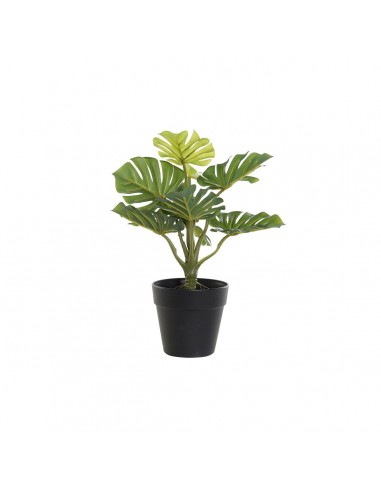 Decorative Plant DKD Home Decor Black...