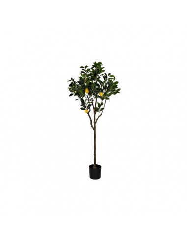 Albero DKD Home Decor Limone...